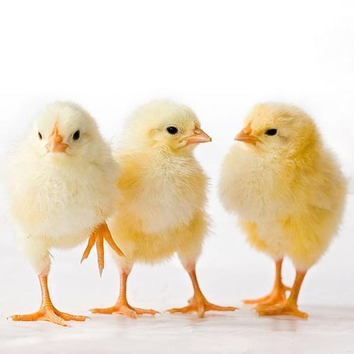 Day Old Chicks