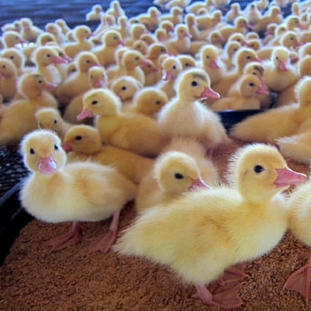 Day Old Ducklings (Pekin Star-13)